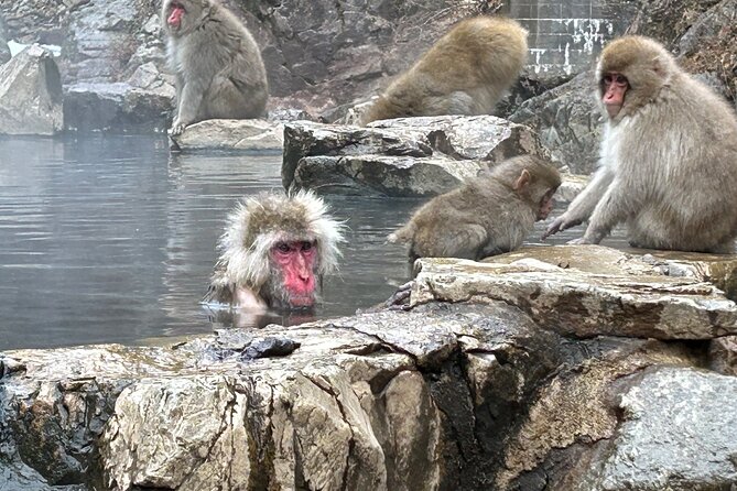 Full Day Snow Monkey Tour To-And-From Tokyo, up to 12 Guests - Inclusions