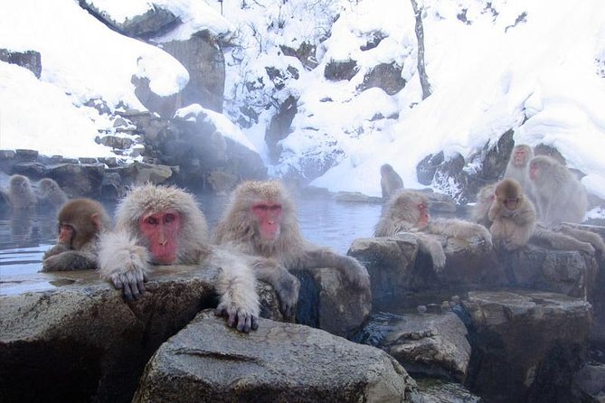 Full Day Snow Monkey Tour To-And-From Tokyo, up to 12 Guests - Pricing and Booking Information