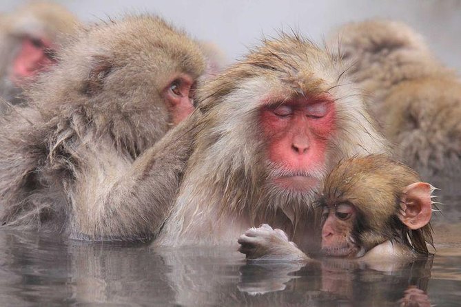 Full Day Snow Monkey Tour To-And-From Tokyo, up to 12 Guests - Meeting and Pickup