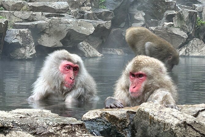 Full Day Snow Monkey Tour To-And-From Tokyo, up to 12 Guests - The Sum Up