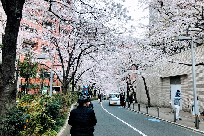 Tokyo Cherry Blossoms Blooming Spots E-Bike 3 Hour Tour - Traveler Photos