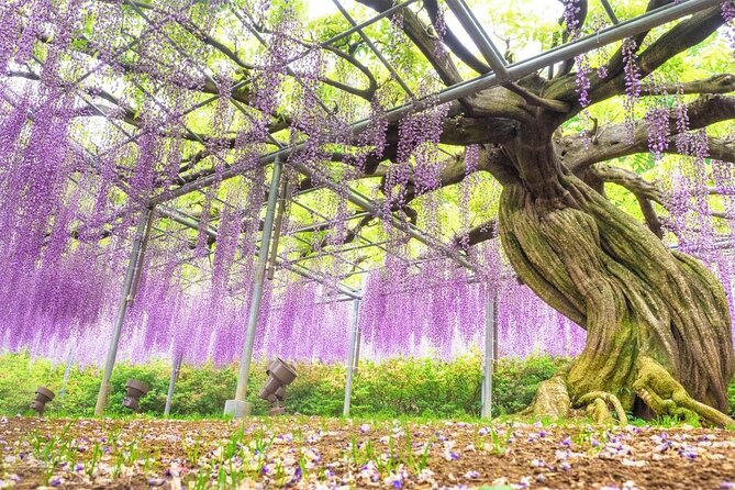 Watarase Keikoku Railway, Takatsudo Gorge,Illumination at Ashikaga Flower Park - Bus Tour From Shinjuku