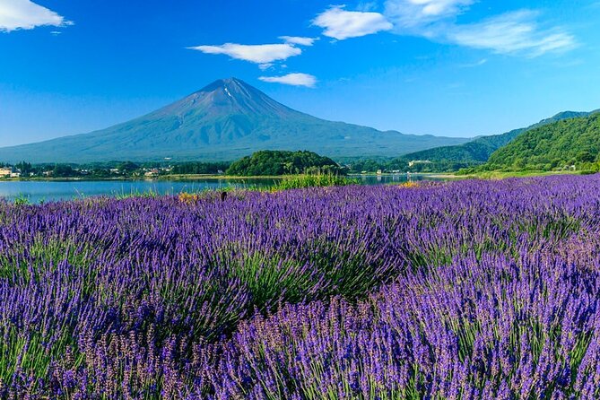 Mt. Fuji Area Tour Tokyo DEP: English Speaking Driver, No Guide - Cancellation Policy