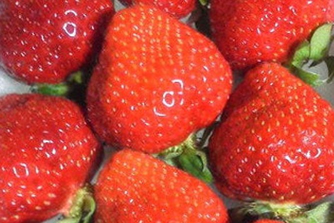 Short Day Trip Chater Bus to Strawberry Picking & Shop in Fukuoka - Refund Policy