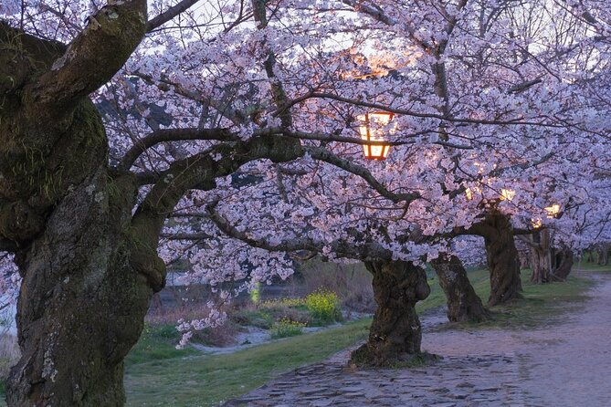Private Hiroshima Cherry Blossom and Sakura Experience - Terms & Conditions