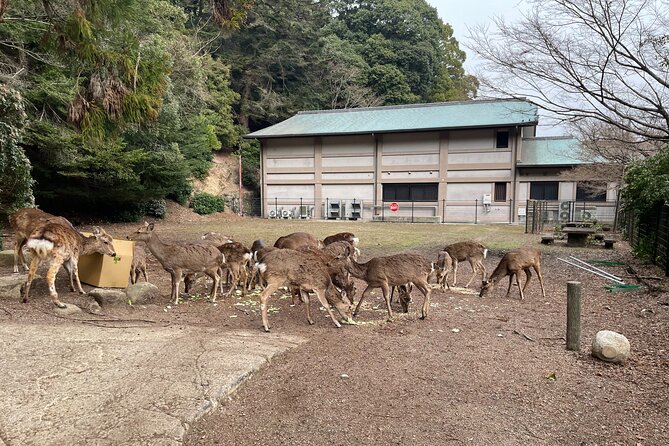 Miyajima Island Tour With Certified Local Guide - Tour Details