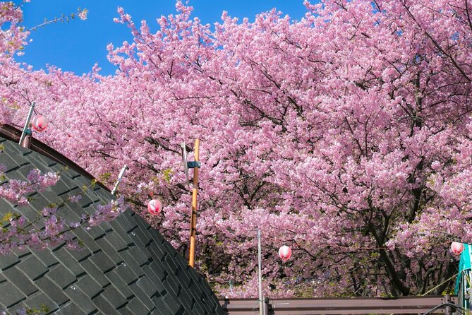 4 Hour Private Cherry Blossom "Sakura" Experience in Nagasaki - Cherry Blossom Viewing