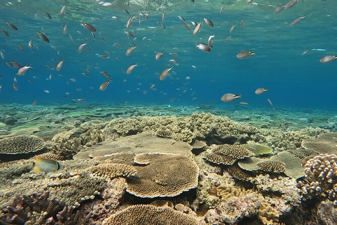 Afternoon Half Day Snorkel Trip in Naha - The Sum Up