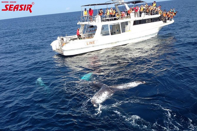 Okinawa Whale Watching From Naha - Weather and Refund Policies