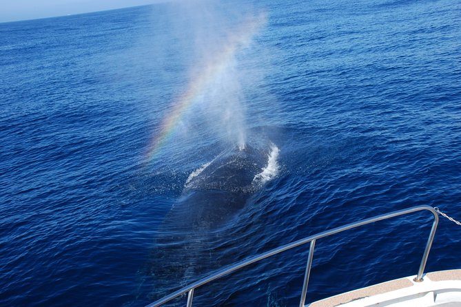 Okinawa Whale Watching From Naha - Health Restrictions and Considerations