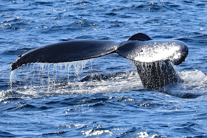 Okinawa Whale Watching From Naha - Additional Information