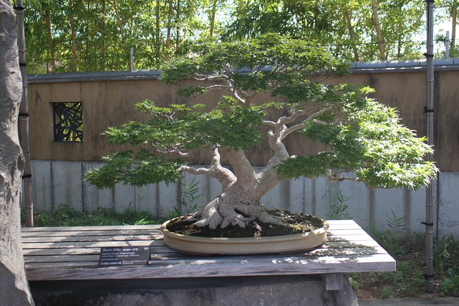 Bonsai Museum & Bonsai Experience - Overview of the Bonsai Museum