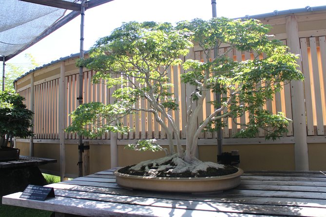 Bonsai Museum & Bonsai Experience - Pricing and Booking Details