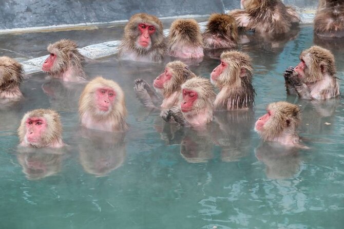 1-Day Private Snow Monkey ZenkoJi Temple & SakeTasting NaganoTour - Zenkoji Temple Visit