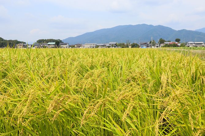 Backroads Exploring Japan's Rural Life & Nature: Half-Day Bike Tour Near Kyoto - Traveler Photos and Reviews