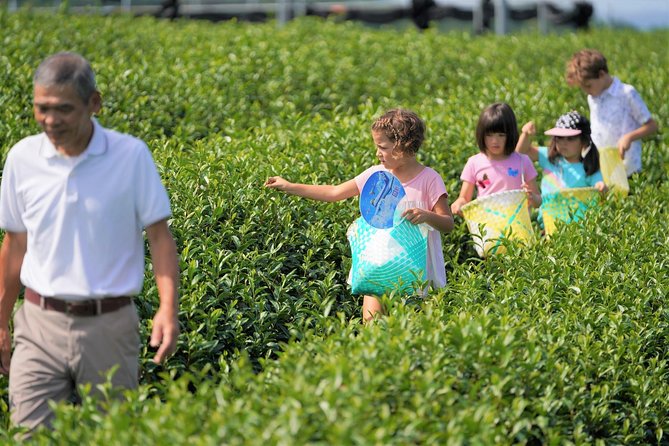 Family Picnic in a Tea Field - Frequently Asked Questions