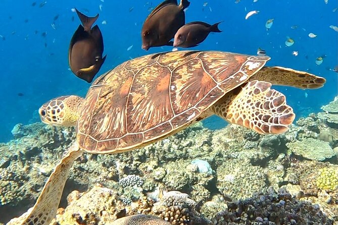 Private Swimming and Snorkeling Tour With Sea Turtles in Amami - Frequently Asked Questions