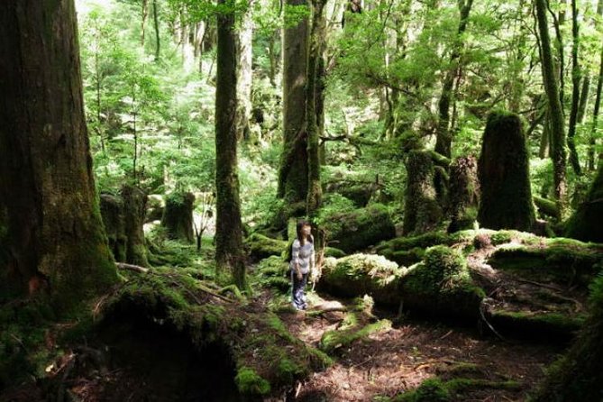 Yakusugi Cedar Forest Walking Tour on Yakushima Island - Pricing and Booking Details