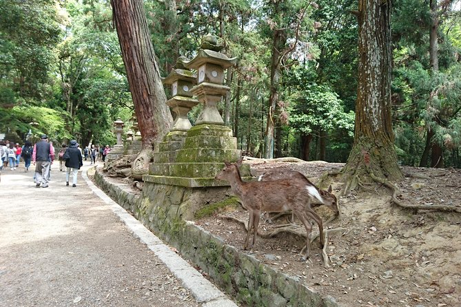 Relax in Nara: Deer Park, Todai-ji Temple and Merchants Town - Merchants Town: Exploring Naras Rich History