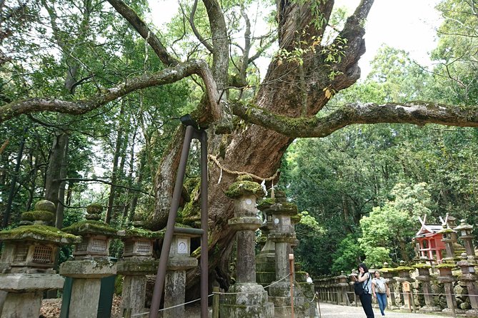 Relax in Nara: Deer Park, Todai-ji Temple and Merchants Town - Outdoor Adventures: Exploring Naras Natural Beauty