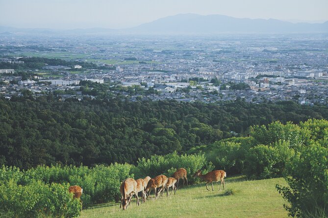 Nara Like a Local: Customized Private Tour - Other Details