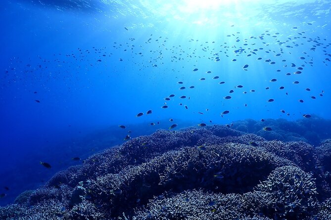 Boat Fundive 2Dives at Minna Isl or Sesoko , Okinawa - Cancellation Policy