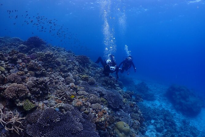 Boat Fundive 2Dives at Minna Isl or Sesoko , Okinawa - Reviews and Questions