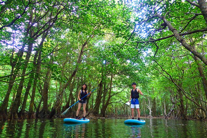 [Iriomote] SUP / Canoe Tour at Mangrove Forest Sightseeing in Yubujima Island - Set out on a Memorable Adventure Through Yubujima Islands Mangrove Forest
