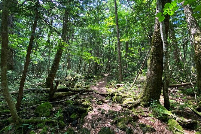 Aokigahara Nature Conservation Full-Day Hiking Tour - The Sum Up