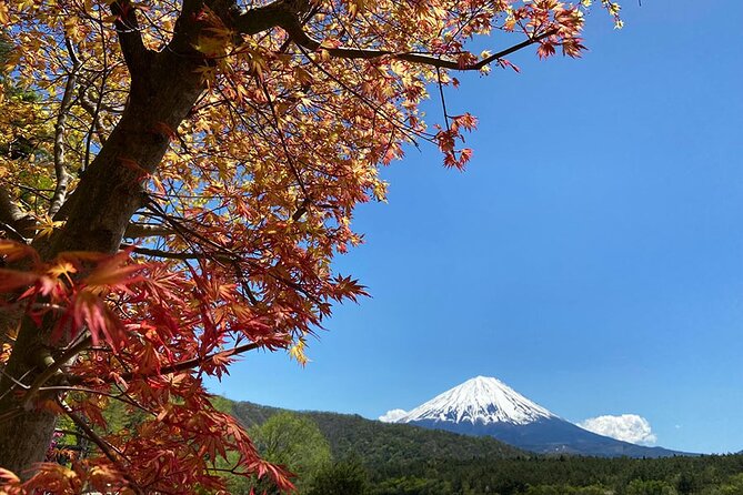 Aokigahara Nature Conservation Full-Day Hiking Tour - Traveler Reviews