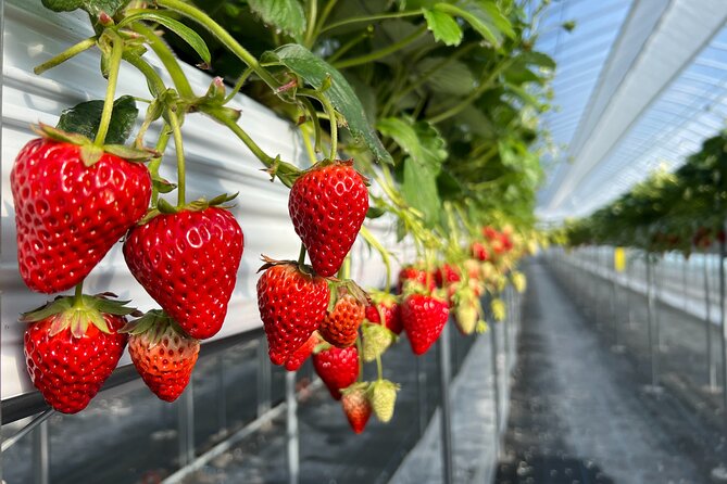 All You Can Eat Strawberry Picking in Izumisano Osaka - Quick Takeaways