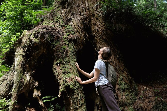 Forest Bathing in Temple and Enjoy Onsen With Healing Power - What Is Forest Bathing