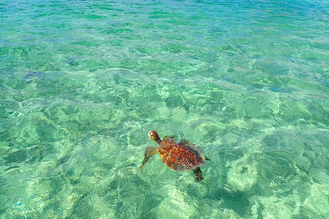 [Okinawa Miyako] SUP / Canoe Sea Turtle Snorkeling !! (Half-Day Course) - Requirements and Recommendations