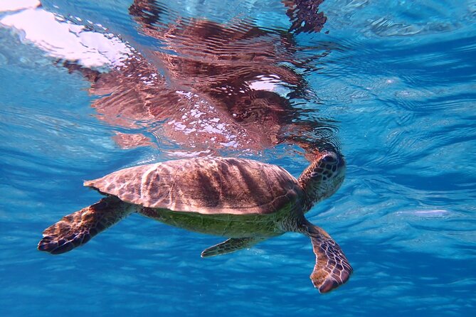[Miyako] Great View Beach Sup/Canoe & Sea Turtle Snorkeling! - What to Bring