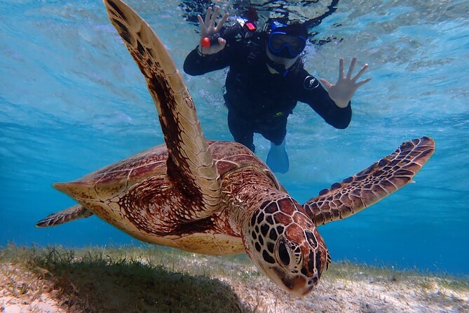 Okinawa Miyako Day Pumpkin Limestone Caving Amp Sea Turtle Snorkeling Quick Takeaways