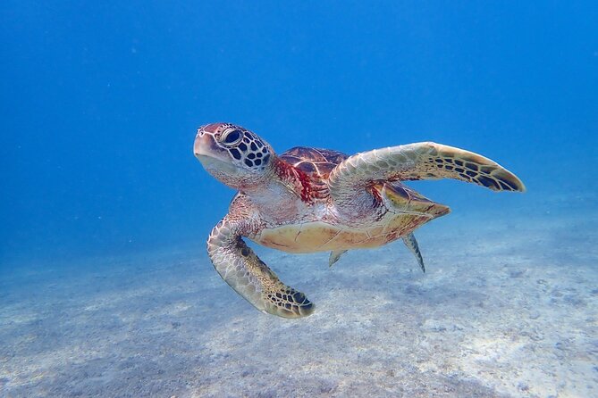 [Okinawa Miyako] [1 Day] SUPerb View Beach SUP / Canoe & Tropical Snorkeling !! - Exploring the Tropical Snorkeling Sites