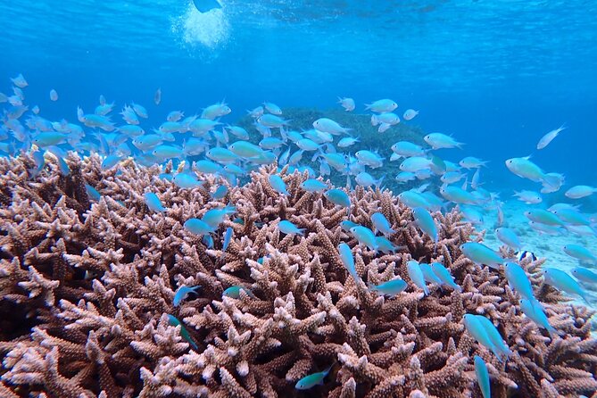 [Okinawa Miyako] [1 Day] SUPerb View Beach SUP / Canoe & Tropical Snorkeling !! - Frequently Asked Questions