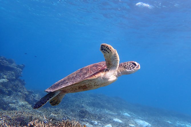Miyakojima Snorkeling in the Sea With Turtles - Quick Takeaways
