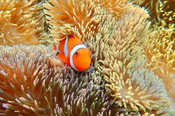 [Okinawa Miyako] Natural Aquarium! Tropical Snorkeling With Colorful Fish! - Colorful Fish Species in the Waters