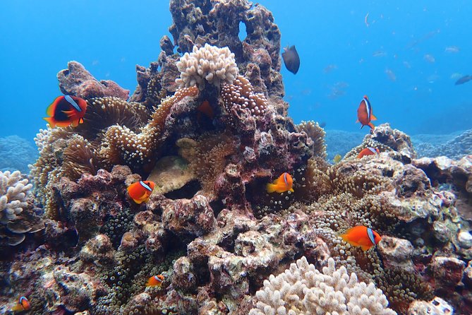 [Okinawa Miyako] Natural Aquarium! Tropical Snorkeling With Colorful Fish! - Exploring the Natural Aquarium