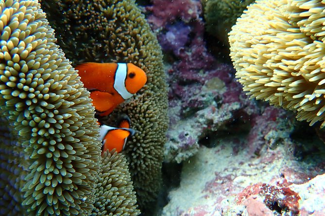 [Okinawa Miyako] Natural Aquarium! Tropical Snorkeling With Colorful Fish! - Equipment and Safety Tips