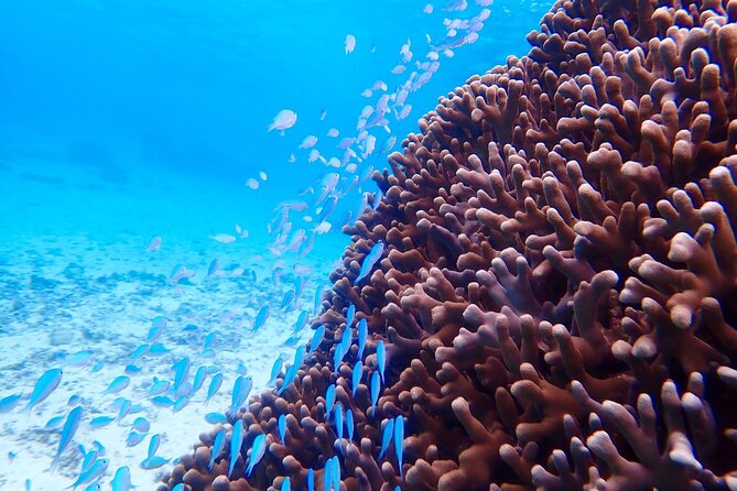 [Okinawa Miyako] Natural Aquarium! Tropical Snorkeling With Colorful Fish! - Planning Your Snorkeling Adventure