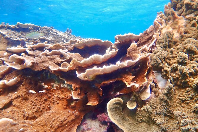 [Okinawa Miyako] Natural Aquarium! Tropical Snorkeling With Colorful Fish! - Snorkeling Tours and Packages