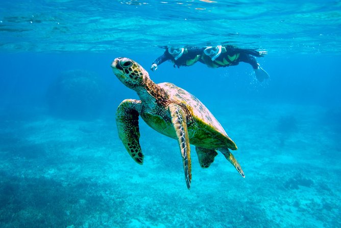 Miyakojima / Snorkel Tour to Swim With Sea Turtles - Experience Details