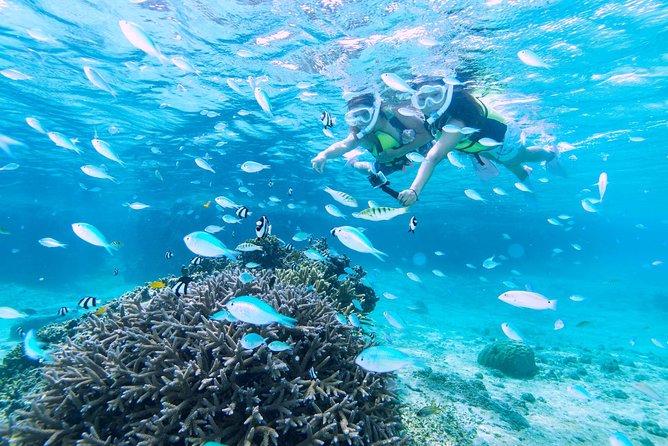 Miyakojima / Snorkel Tour to Enjoy Coral and Fish - Additional Important Information