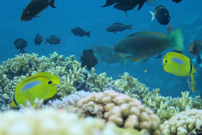 [Miyakojima Snorkel] Private Tour From 2 People Enjoy From 3 Years Old! Enjoy Nemo, Coral and Miyako - Pricing and Terms