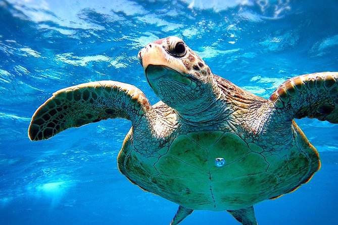 [Miyakojima Snorkel] Private Tour From 2 People Go to Meet Cute Sea Turtle - Cancellation Policy
