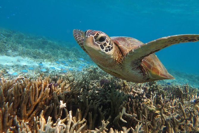[Miyakojima Snorkel] Private Tour From 2 People Go to Meet Cute Sea Turtle - Frequently Asked Questions