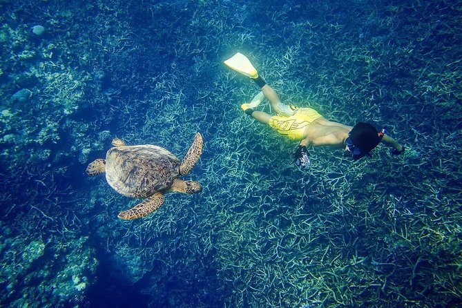 [Miyakojima, Diving Experience] You Can Fully Charter the Experience for More Than 2 People. You May Encounter Sea Turtles and Sharks During the Dive. Please Note That Sightings Are Not Guaranteed. - Sightings Are Not Guaranteed