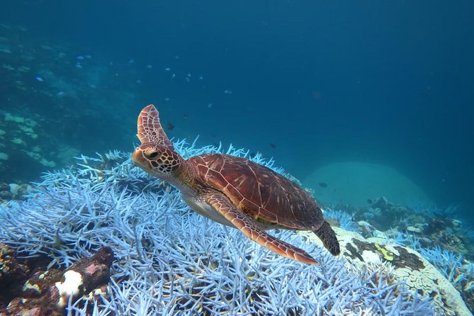 [Miyakojima, Diving Experience] You Can Fully Charter the Experience for More Than 2 People. You May Encounter Sea Turtles and Sharks During the Dive. Please Note That Sightings Are Not Guaranteed. - Private Charter Experience